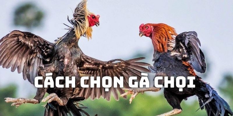 Các loại màu gà mà người chơi có thể chọn 