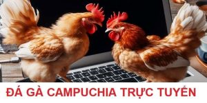 Đá gà Campuchia đỉnh cao giải trí cho người hâm mộ đá gà